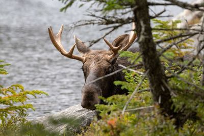 View of deer on land