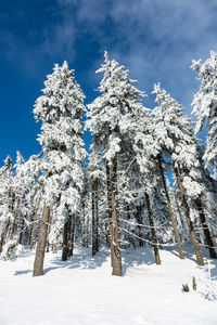 Snow covered trees against sky