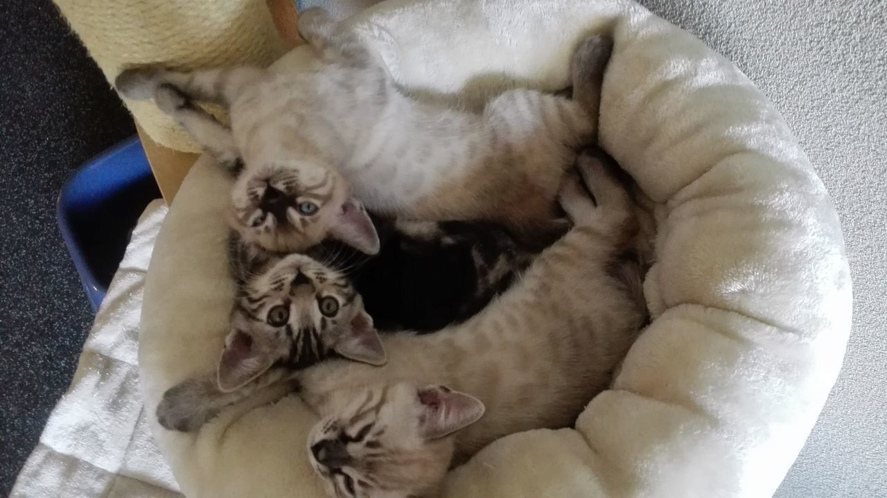 CLOSE-UP OF CAT ON CARPET