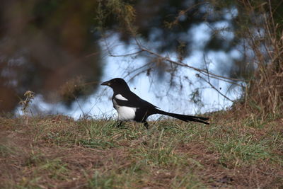 Side view of a bird on field
