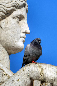 Low angle view of pigeon perching on statue