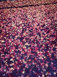 High angle view of flowering plants on field
