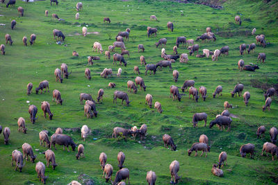 Herd of buffalo grazing in the field