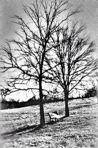 Bare trees on field