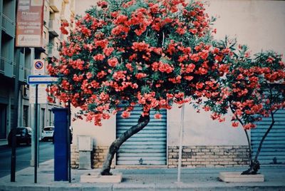 View of flowers in city