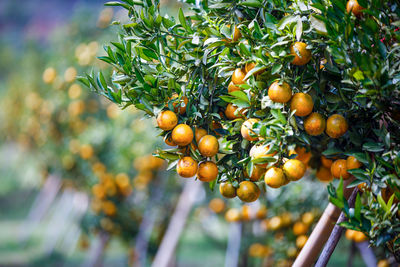 Close-up of fruits growing on tree