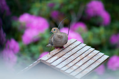 Close-up of bird perching on wood