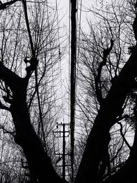 Low angle view of bare trees against sky