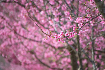 Close-up of pink cherry blossoms in spring