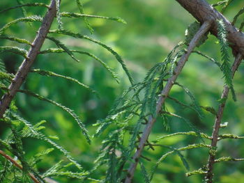 Close-up of fresh green plant