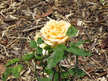Close-up of yellow rose blooming outdoors