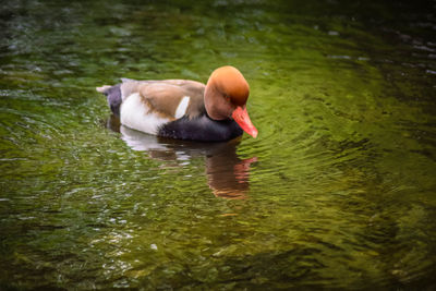Swan swimming on lake