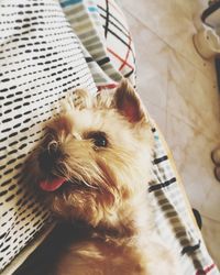 High angle portrait of dog at home