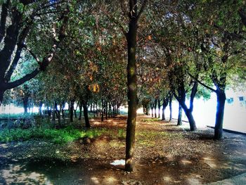 Trees on field in park