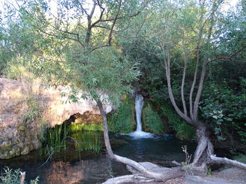 Scenic view of river flowing through forest