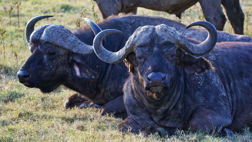 Portrait of wild buffaloes