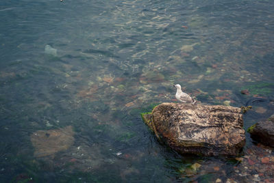 High angle view of duck swimming in lake