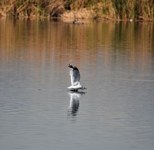 Duck swimming in lake