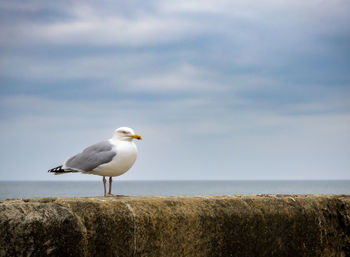 bird