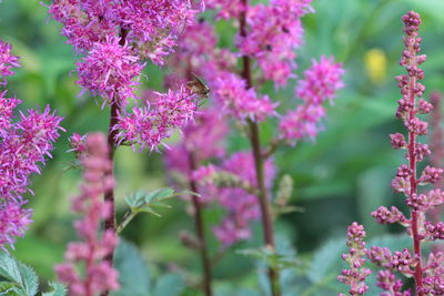 Close-up of pink flowering plant