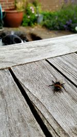 Close-up of bee on wood