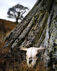 Dead animal skull by wood