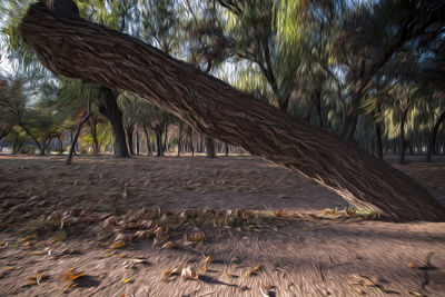 Close-up of palm trees along plants