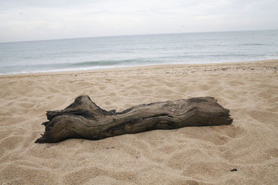 Driftwood on sand at beach against sky