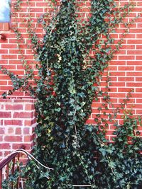 Ivy growing on brick wall