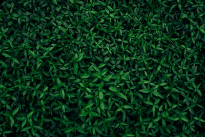 Full frame shot of green leaves