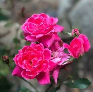 Close-up of pink rose blooming outdoors