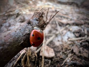 Close-up of ladybug on tree