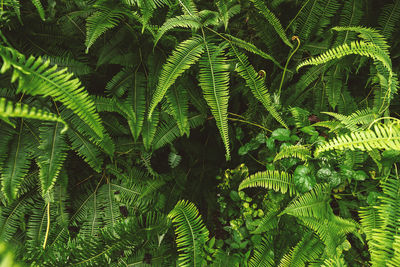 Close-up of palm tree leaves