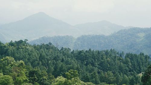 High angle view of trees in forest against sky