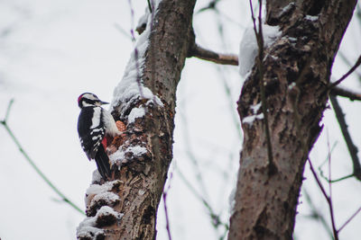 Low angle view of bird perching on tree