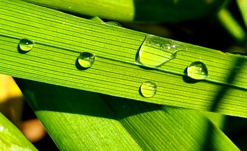 Close-up of raindrops on green leaves