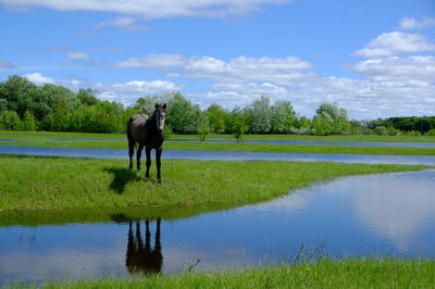 Horse standing in a lake