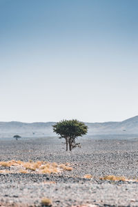 Tree on field against sky