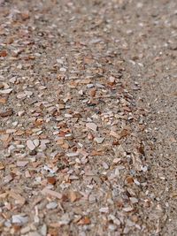 High angle view of dry leaves on ground