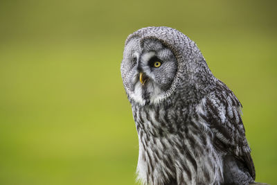 Close-up of owl perching