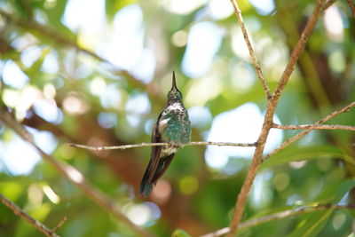 Low angle view of bird perching on tree