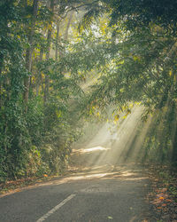 Road amidst trees in forest