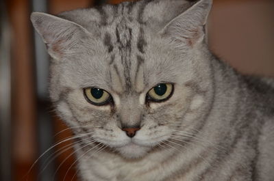 Close-up portrait of cat