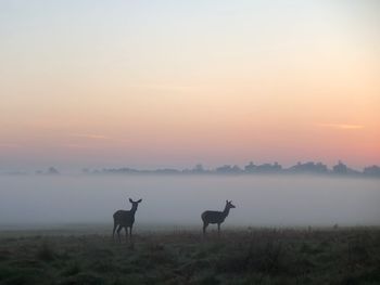 Horses in a field