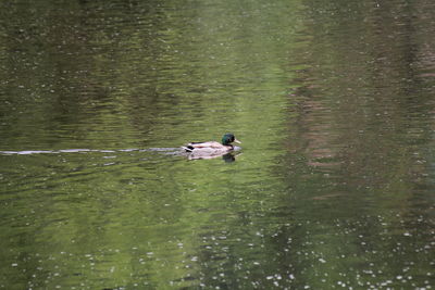View of ducks swimming in lake