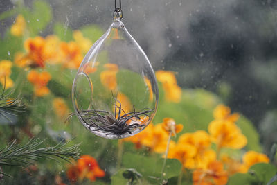 Air plant in glass container hanging by orange flowers during rain