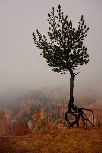 Tree on field against sky during foggy weather