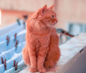 Full length of a cat looking away