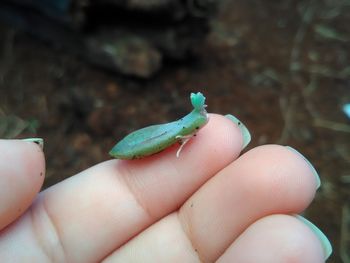 Close-up of hand holding small lizard