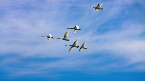 flying
